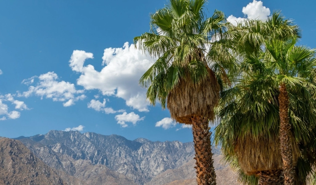 Palmera Caranday con las Sierras de San Luis de fondo