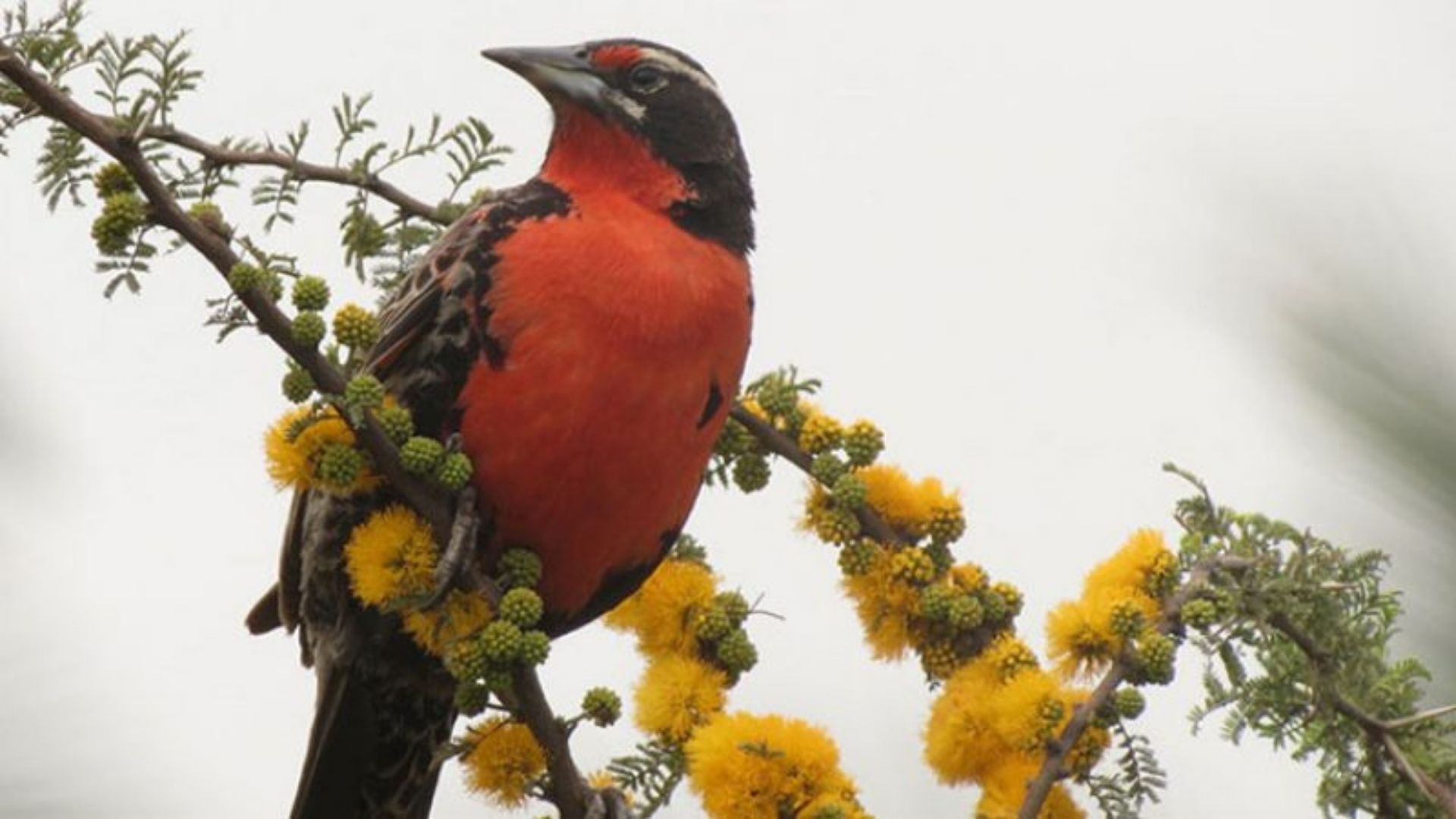 Aves de San Luis, Loica
